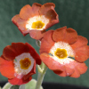 Primula Auricula My Friend - Abriachan Nurseries